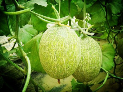 濟南市振興十大農業(yè)特色產業(yè)暨&ldquo;菜籃子&rdquo;工程現場推進會走進刁鎮(zhèn)